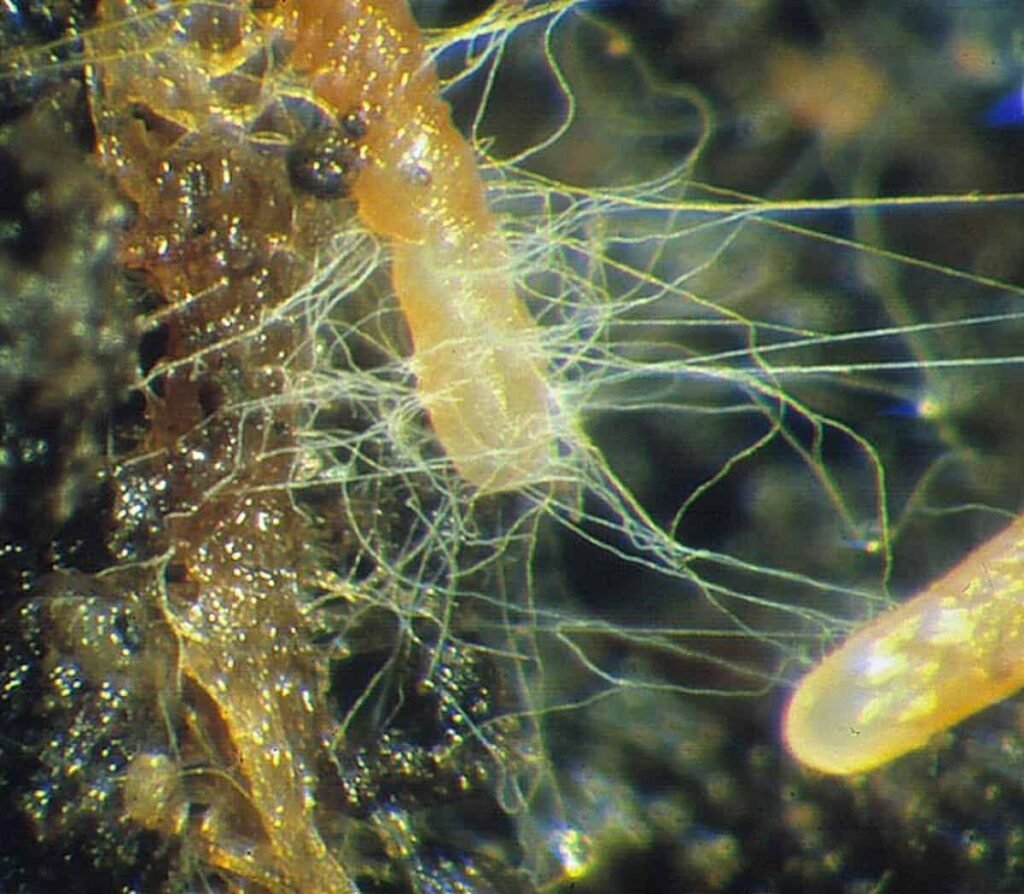 Mycorrhizal Fungi