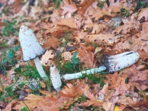 Inktzwam 14 11 2025(1)