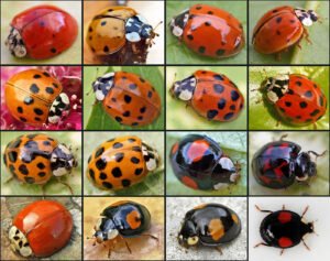 Harmonia axyridis01