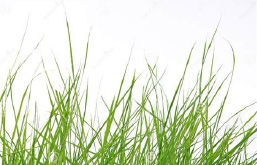 Gras