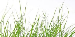 Gras