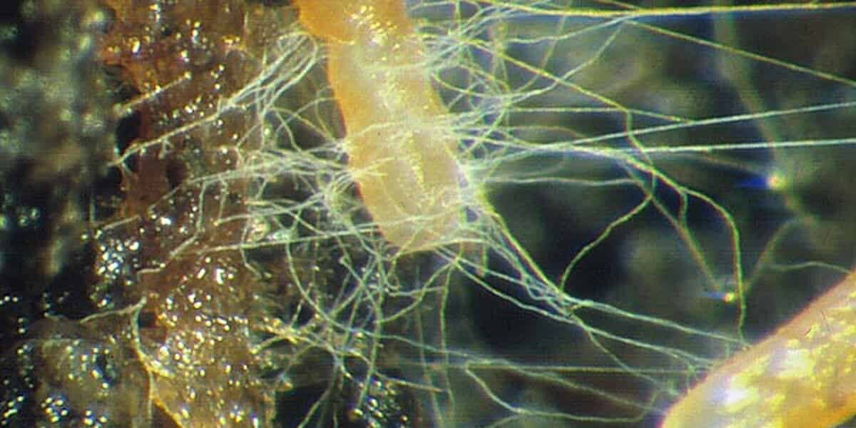 Mycorrhizal Fungi